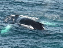 Trei balene sunt victimele deversarii de petrol din largul Madagascarului