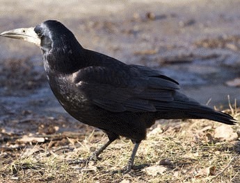 Corbul sau cioara de camp (Corvus frugilegus)