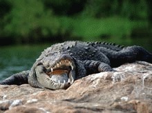 Crocodilii au inchis un camping din Thailanda