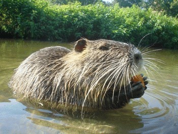 Nutria (Myocastor coypus)