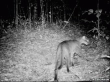 Cea mai rara felina din lume fotografiata in Uganda