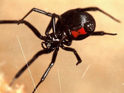 Vaduva neagra sau paianjenul Latrodectus