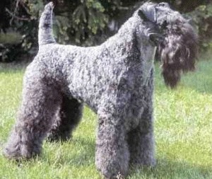 Kerry-Blue Terrier