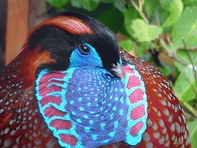 Fazanul Temminck albastru  (Tragopan temminckii)