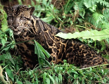 Leopardul patat de Borneo (Neofelis diardi)