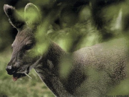 Capriorul parfumat – Moschus moschiferus