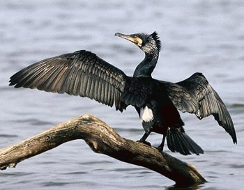 Cormoranul (Phalacrocorax carbo)