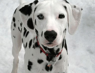 Dalmatianul