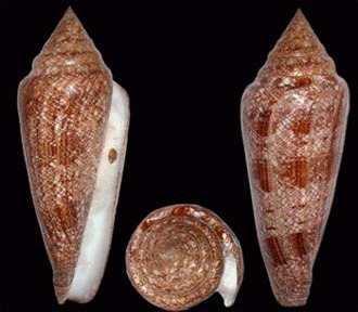 Gloria marilor (Conus Gloriamaris)