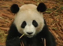 Ursoaicele panda canta pentru a ramane gestante