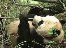 Inca doua rezervatii naturale pentru ursii panda