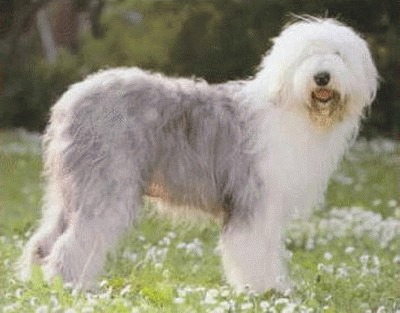 Cainele Bobtail