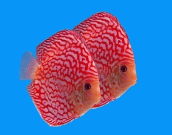 Pestele discus (Symphysodon discus)