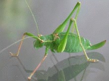 O noua specie de greieri polenizeaza orhideele