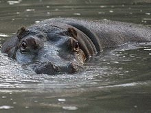 Un hipopotam a evadat de la o gradina zoologica din Muntenegru