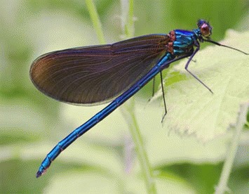 Libelula Calopteryx virgo