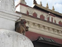 Macacii, barometru al poluarii urbane