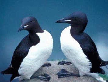 Pasarea Murre (Uria lomvia)