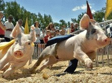 PETA cere interzicerea curselor de porci