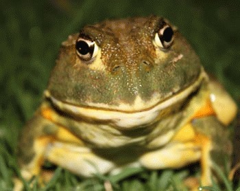 Broasca gigantica africana (Pyxicephalus adspersus)