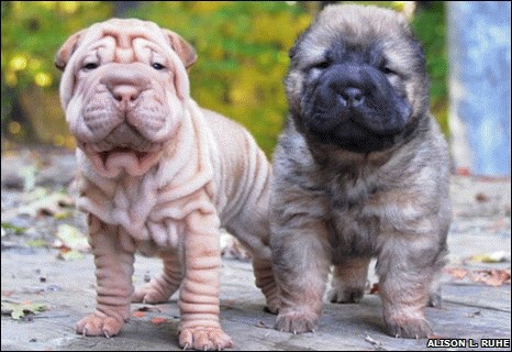 Cutele Shar-Pei-ilor, explicate de geneticieni