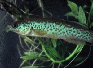 Fundulus julisia