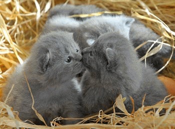 Pisicile Chartreux – pisicile aristocrate