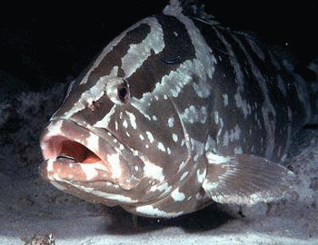 Pestele de recif Epinephelus striatus