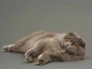 Scottish Fold Longhair