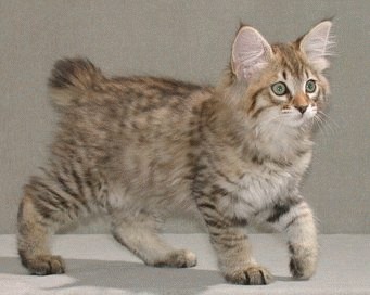 Pisica American Bobtail