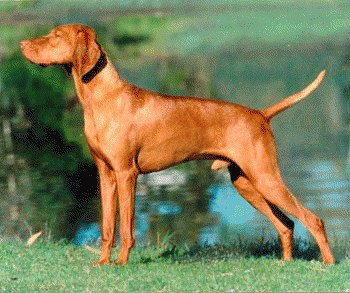 Vizsla maghiar