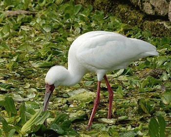 Lopatarul african (Platalea alba)