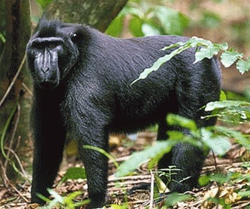 Macacul negru cu creasta (Macaca nigra)