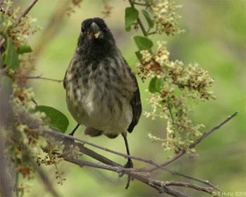 Cintezoiul vegetarian (Platyspiza crassirostris)