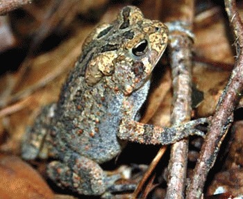 Broasca raioasa cu bijuterii (Incilius gemmifer)