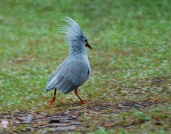 Kagu (Rhynochetos jubatus)