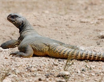 Soparla egipteana cu coada spinoasa (Uromastyx aegyptia)