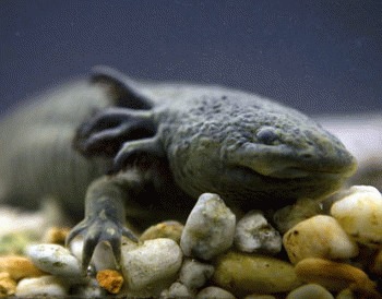 Salamandra Axolotl (Ambystoma mexicanum)