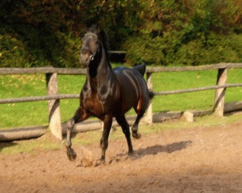 Rasa de cai Trakehner