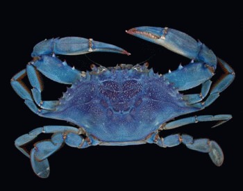 Crabul albastru american (Callinectes sapidus)