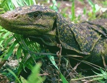 Soparla uriasa descoperita in Filipine