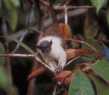 Tamarinul pestrit (Saguinus bicolor)