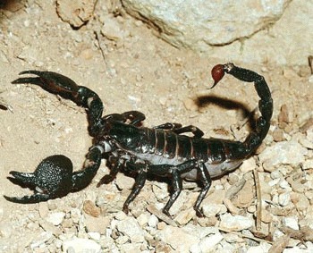 Scorpionul imperial – animal de companie?!