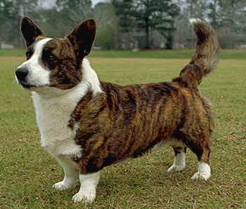 Welsh Corgi Cardigan