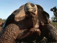 Testoasa de Galapagos, salvata de la disparitie