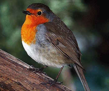 Gusa rosie sau Macaleandru (Erithacus rubecula)