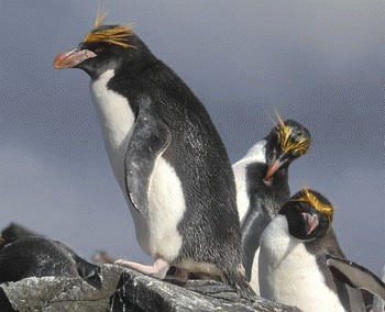 Pinguinul macaroni (Eudyptes chrysolophus)