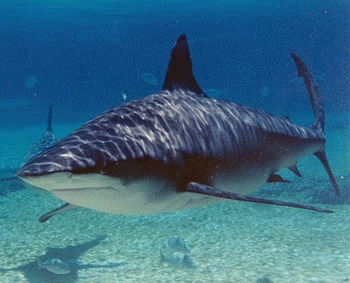 Rechinul taur (Carcharhinus leucas)