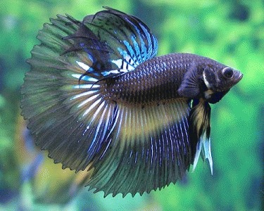 Inmultirea pestilor Betta Splendens