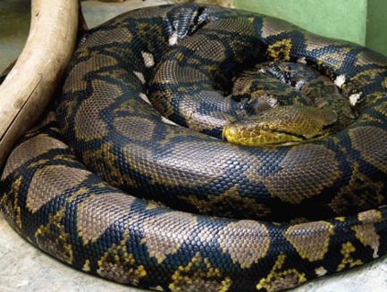 Anaconda – animal de companie